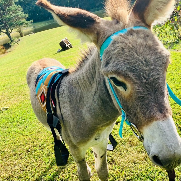 Heart Diamond Farm - Picture 10 of 15